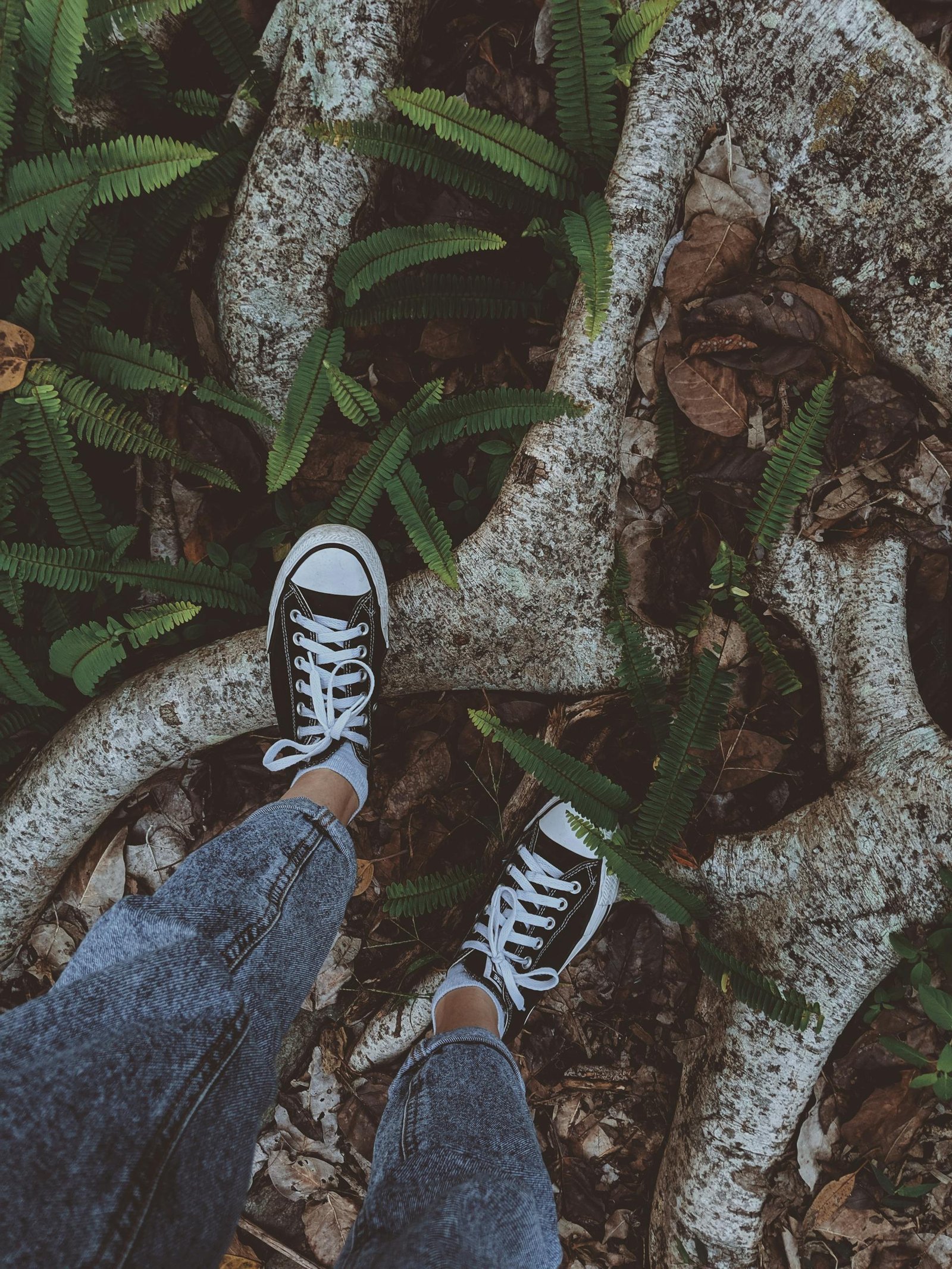 Person wearing denim and sneakers standing on tree roots surrounded by ferns.