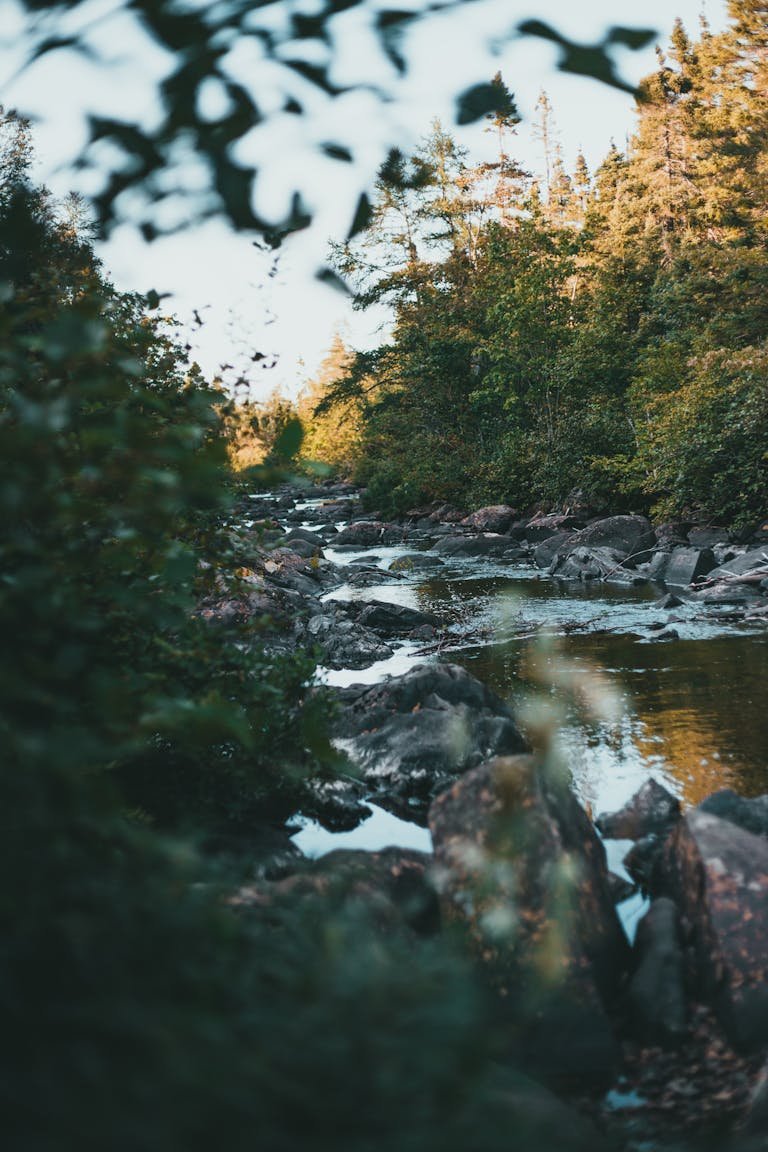 Tranquil forest creek flowing through green trees and rocks, captured in serene summer light.