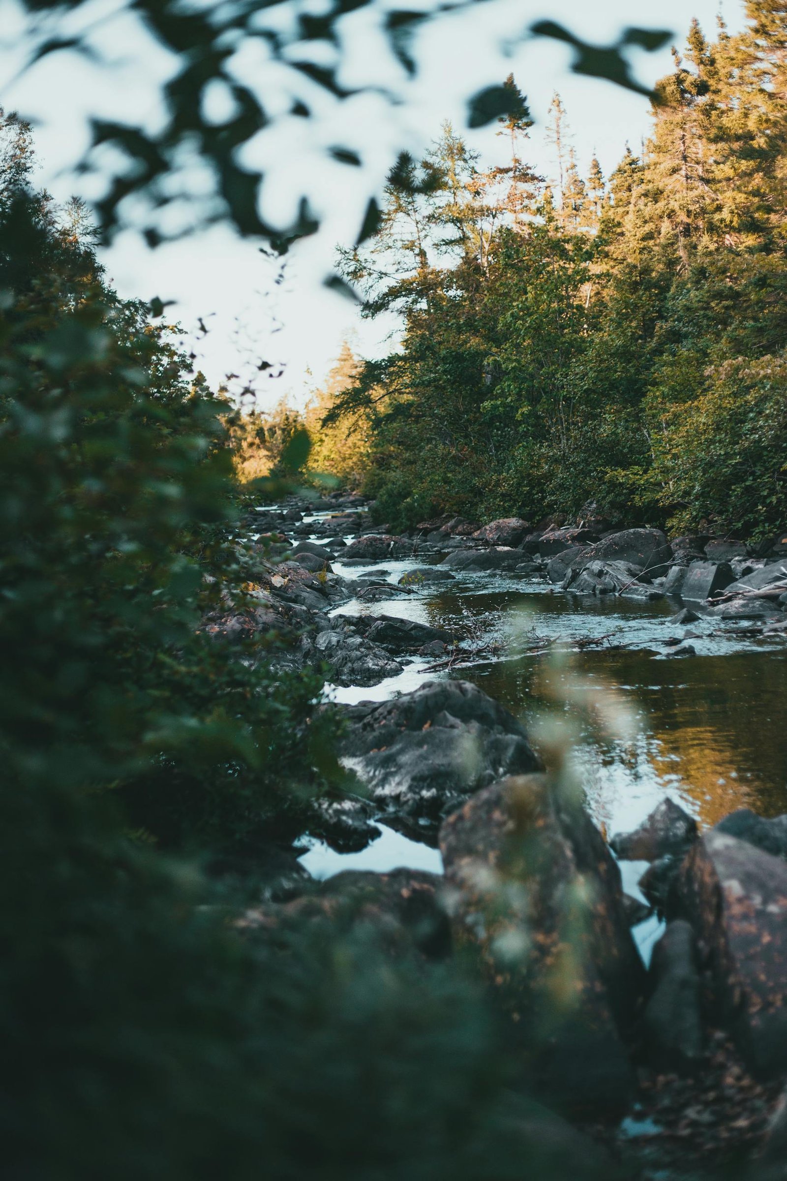 Tranquil forest creek flowing through green trees and rocks, captured in serene summer light.