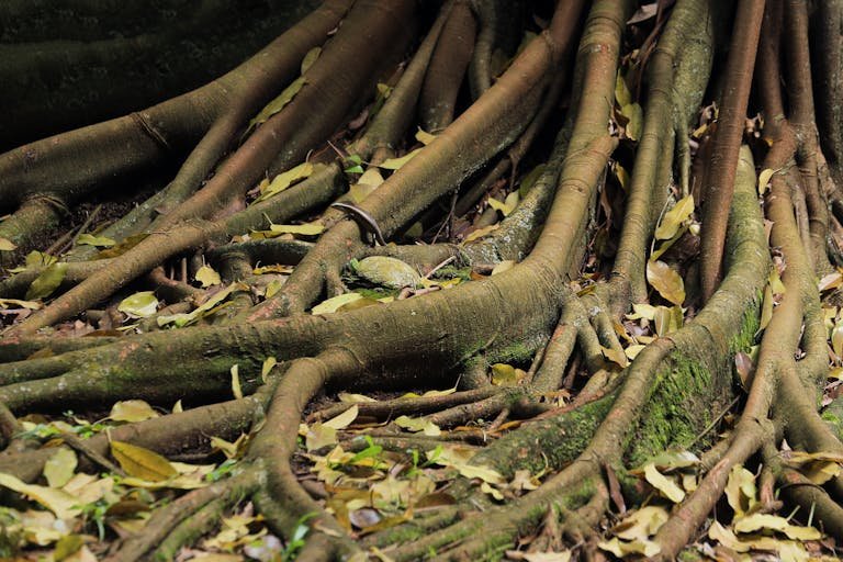 Detailed view of large tree roots with moss and fallen leaves in a forest setting.