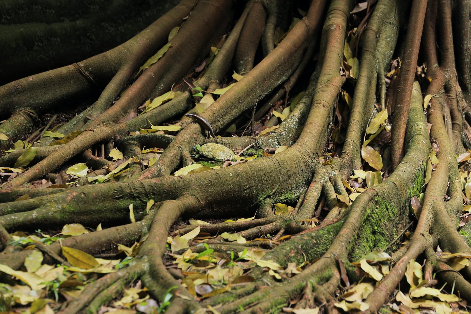 Detailed view of large tree roots with moss and fallen leaves in a forest setting.