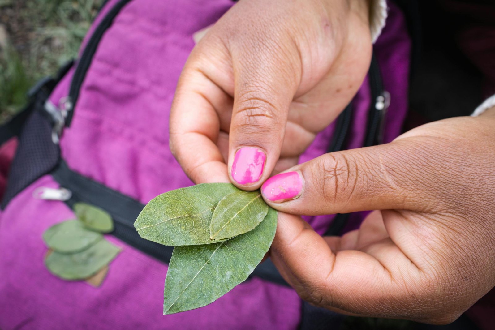 Hands holding coca leaves in a traditional Andean ritual in Cayma, Peru.